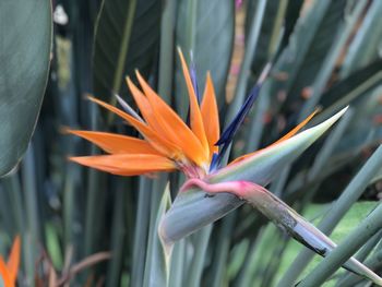 Close-up of orange flower