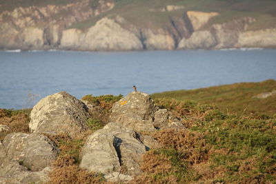 High angle view of bird on rock by sea against sky