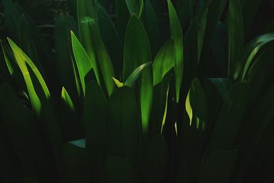 Plants growing at night