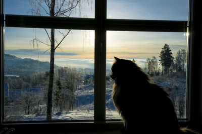 Close-up of dog looking through window