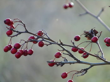 Close-up of red berries growing on tree