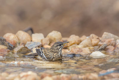 Close-up of bird perching on a rock