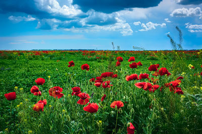 Red poppies on field against sky