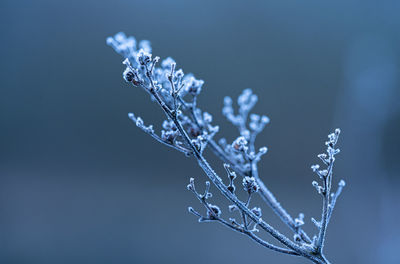 Morning ice crystals forming on plants,, leaves, barley for texture winter layers and backgrounds