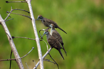 Bird perching on a branch