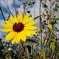 Close-up of yellow flower