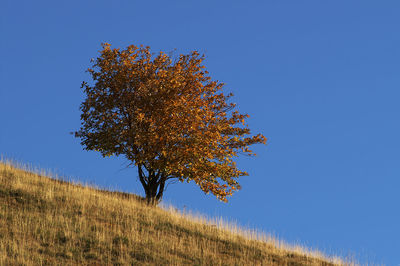 Low angle view of tree against clear blue sky