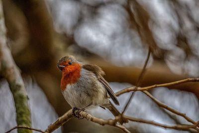 Close-up of bird perching outdoors