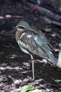 Close-up of bird perching on a land