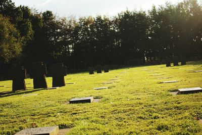 Trees in cemetery