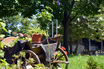 Chairs and plants in park