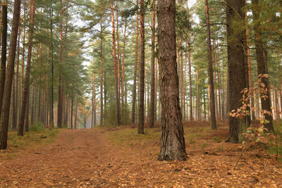 Pine trees in forest