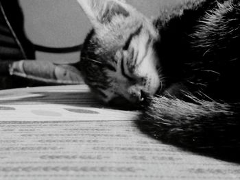 Close-up of cat