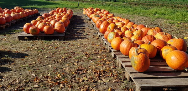 Pumpkins on field