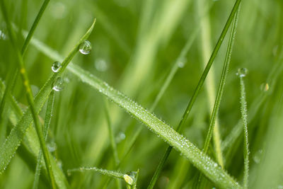 Close-up of wet plant during rainy season