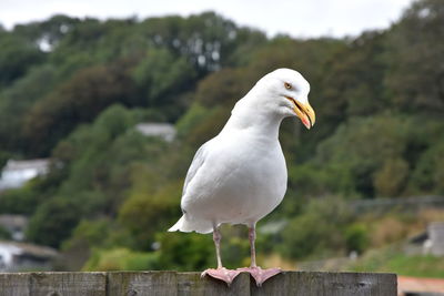 Close-up of seagull perching on wooden post