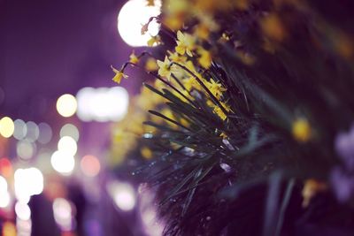 Close-up of insect on flower at night