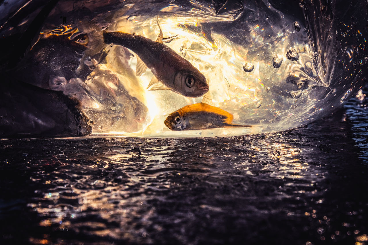 FISH SWIMMING UNDERWATER