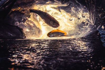 Fish swimming in sea