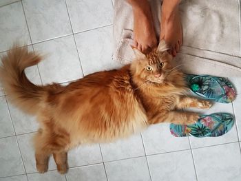 High angle view of cat relaxing on floor at home