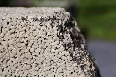 Close-up of lichen on tree trunk