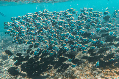 Jellyfish swimming in sea