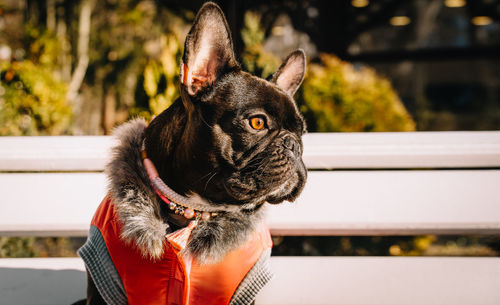 Close-up of a french bulldog dog looking away on bench