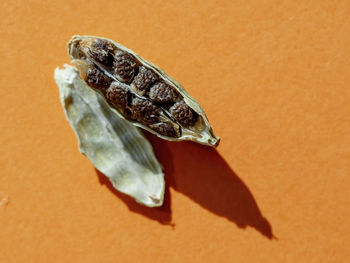 High angle view of crab