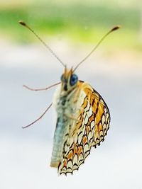 Close-up of butterfly