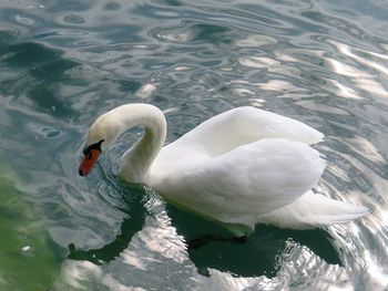 High angle view of swan in lake