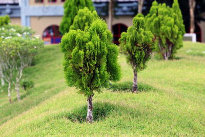 Close-up of plants growing on field