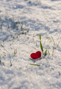 Close-up of red flower on field during winter
