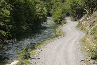 Road amidst trees in forest