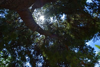 Low angle view of trees in forest