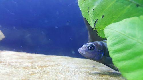 Close-up of fish swimming in water