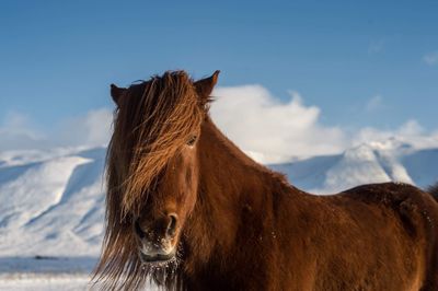 Horse standing on snow covered mountain against sky