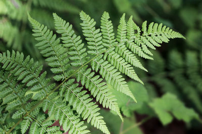 Close-up of fern leaves