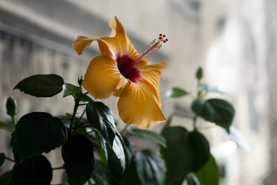 Charm and aesthetics of flowers and plants in the home interior