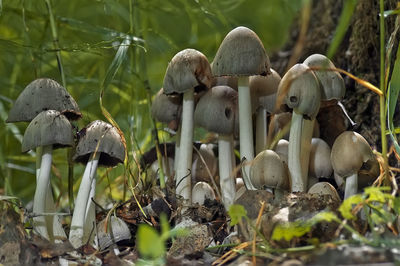 Close-up of mushrooms growing on land