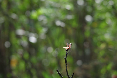 Close-up of flower growing on tree