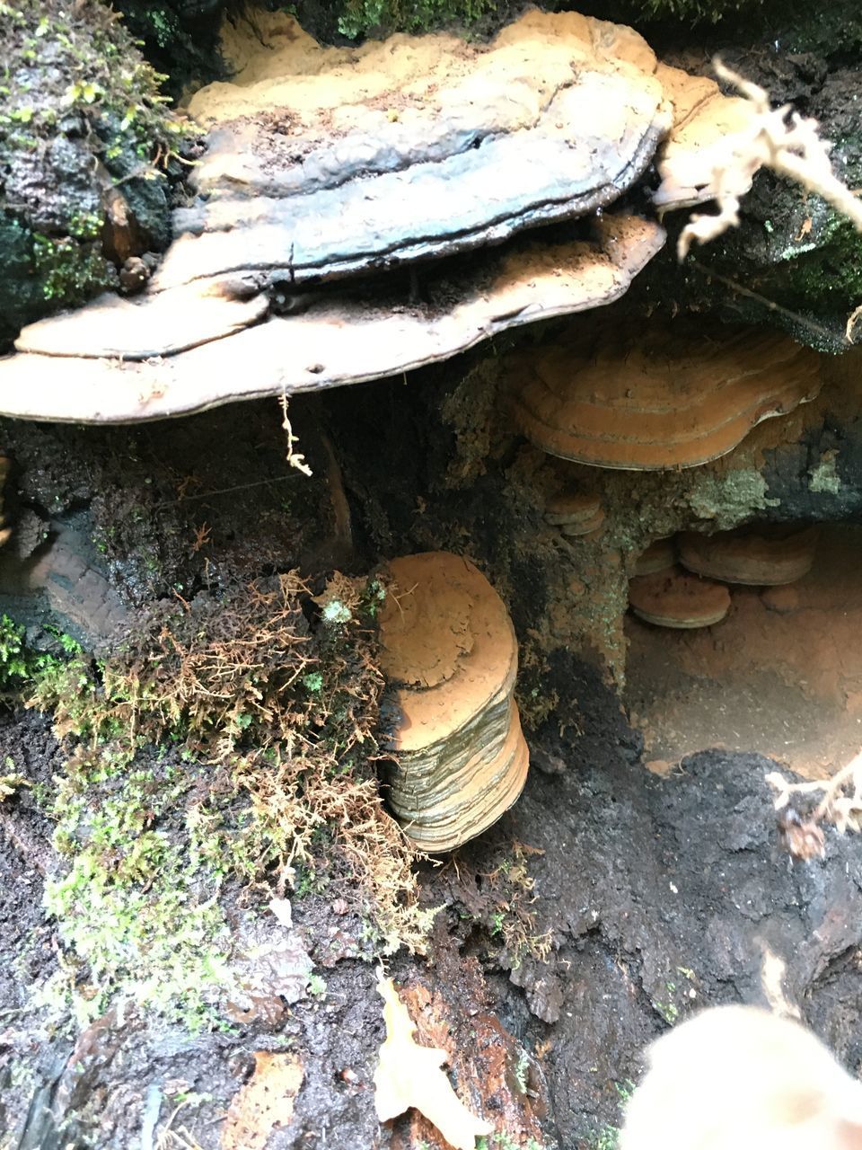 HIGH ANGLE VIEW OF MUSHROOMS GROWING ON FIELD IN FOREST