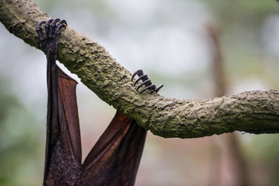 Close-up of flying fox hanging on tree