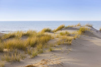 Scenic view of sandy beach