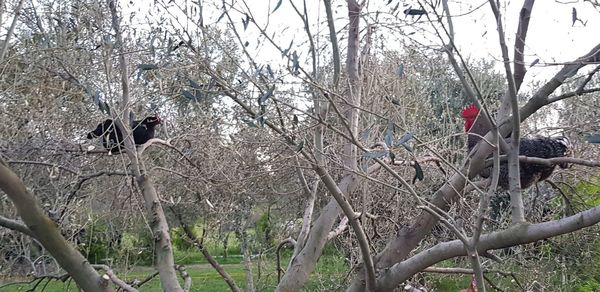 Low angle view of birds perching on bare tree