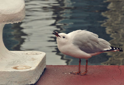 Close-up of seagull perching on lake