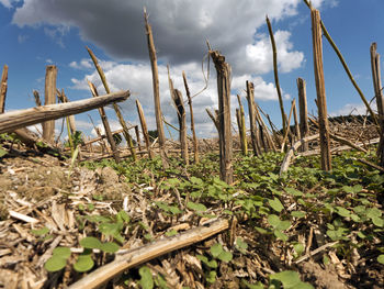 Close-up of plants on field against sky