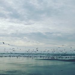 Birds flying over sea against sky