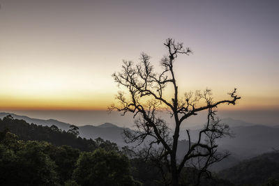 Silhouette tree against sky during sunset