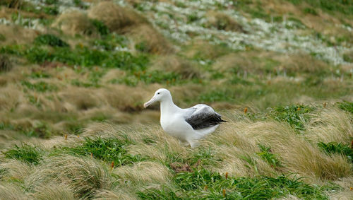 White albatross bird on windswept grass