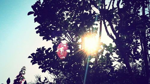 Sun shining through trees